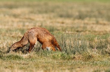 Red Fox looking for food in a meadow in winter