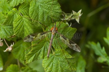 Mites on a Crane Fly Denmark in June