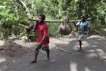 Men carrying a pig - Tanna Island Vanuatu