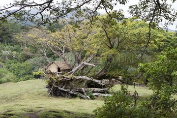 Tree House - Tanna Island Vanuatu