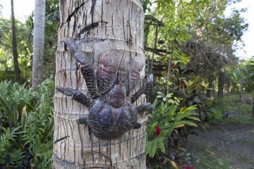 Coconut crab climbing - Island of Efate Vanuatu