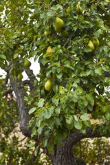 Pears on the tree Valley Sedano Burgos Spain