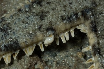 One mollusc parasites Starfish New Caledonia