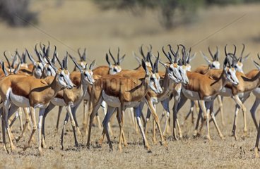 Springboks moving in the dry river Auob South Africa