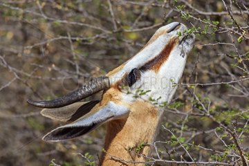 Springbok eating plant in the Kalahari desert South Africa