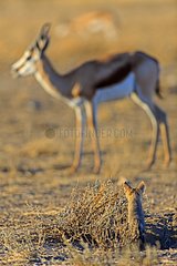 Cape fox watching a Springbok Kalahari RSA