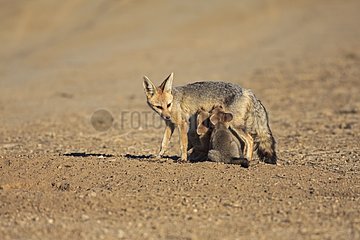 Cape fox suckling its young Desert of Kalahari RSA
