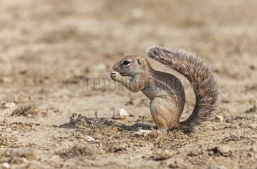 South African Ground Squirrel eating South Africa
