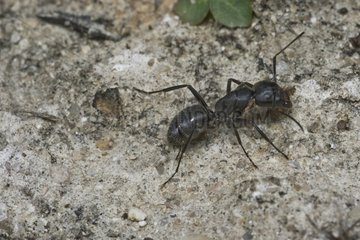 West Palaearctic carpenter major worker ant