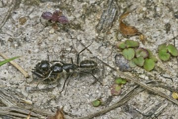 West Palaearctic carpenter ant carrying a congener