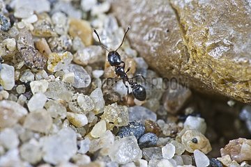 Black ant on leaving the nest on the banks of the Loire