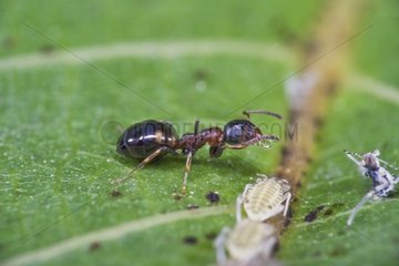 Ant retrieving a drop of mielleat an aphid