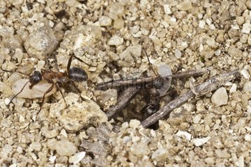 Ants transferring larvae and cocoons to a new nest
