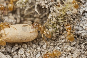 Yellow ants moving a cocoon