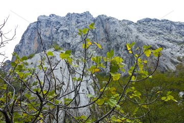Anica Kuk Peak in the Paklenica NP Velebit Range Croatia