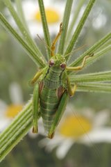 Young Grasshopper in an umbel France