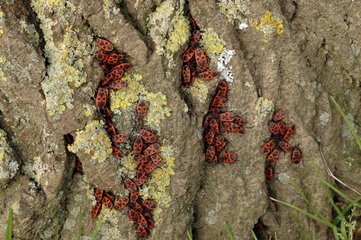 Fire Buggs gathering on a trunk in winter France