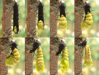 Pupation Camberwell Beauty caterpillar France