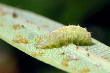 Hoverfly larvae and aphids on a leaf France
