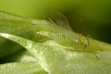 Reproduction of the pea aphid on a leaf France