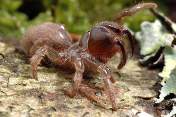 Purse Web Spider on bark France