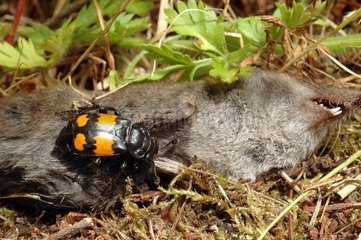 Sexton beetle on corpse Shrew France