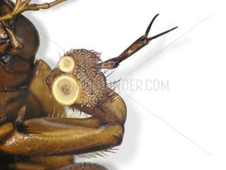 Great Diving Beetle male leg on white background