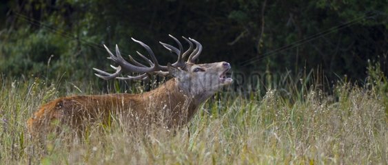 Male red deer bellowing in tall grass Spain