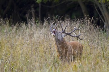 Male red deer bellowing in tall grass Spain