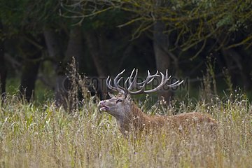 Male red deer in tall grass Spain