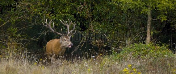 Male red deer in a clearing Spain