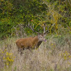 Male red deer rut in a clearing Spain