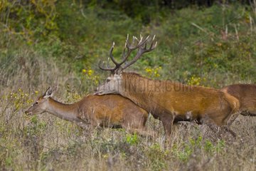 Male red deer in rut and doe in a clearing Spain