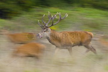Male red deer in rut and doe in a clearing Spain