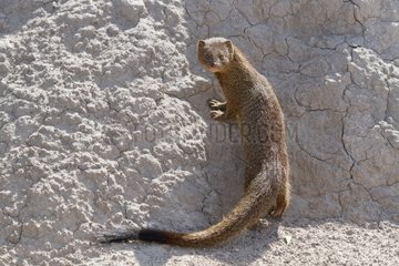 Slender Mongoose on a termite mound Etosha NP Namibia