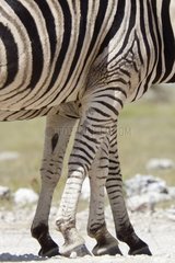 Paws plain zebras Etosha NP Namibia