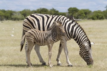 Plain and young zebra in the savannah Etosha NP Namibia