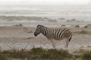 Plain zebra rain Etosha NP Namibia