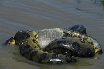 Anaconda killing a turtle Llanos of Venezuela