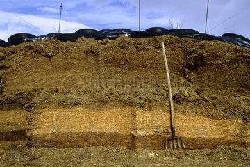 Cow manure and fresh pailleux in farm Spain