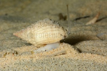 Whelk on sand - New Caledonia