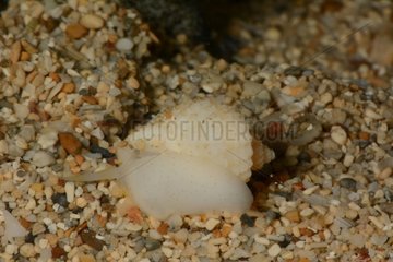 Tabulate Nutmeg snail on sand - New Caledonia