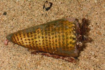 Lettered cone on sand - New Caledonia
