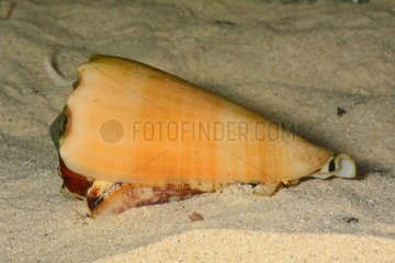 Marbled Cone on sand - New Caledonia