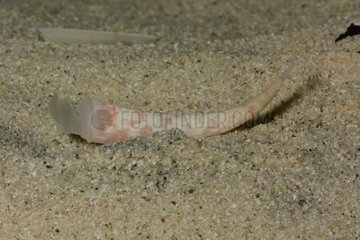 Tusk shell on sand - New Caledonia
