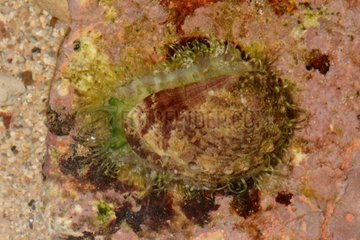Abalone on reef - New Caledonia