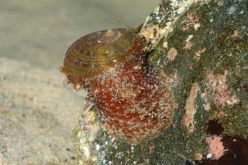 Stomatellid snail on reef - New Caledonia