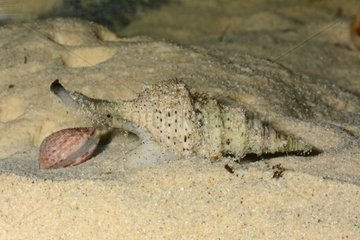 Turrid on sand - New Caledonia