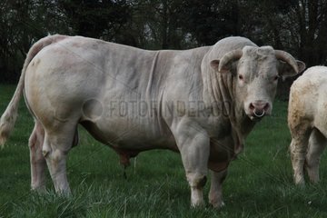 Charolais bull in Courtenay in Isere France