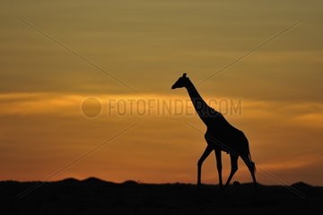 Giraffe at sunrise Masai Mara Kenya